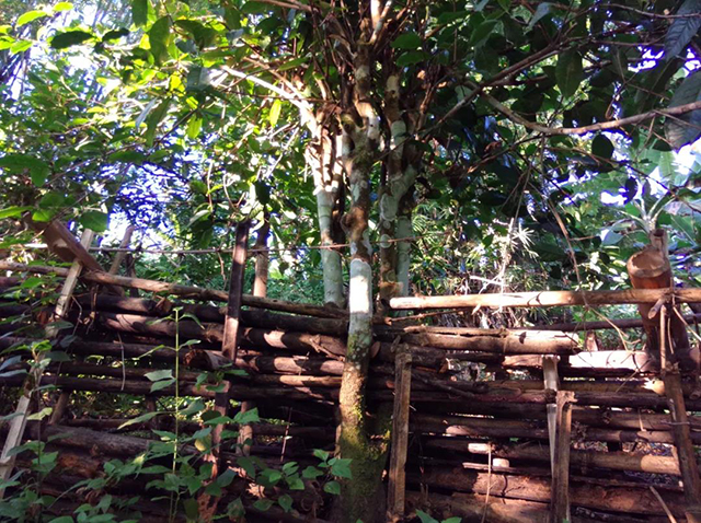 村寨附近的大茶树