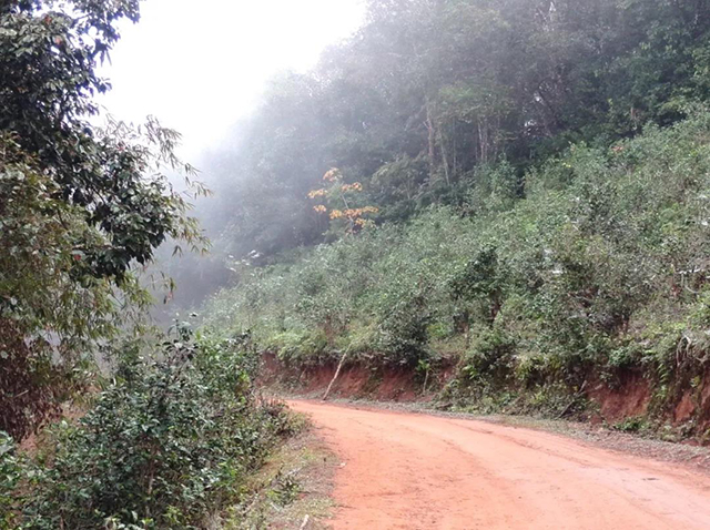 新栽种的茶树