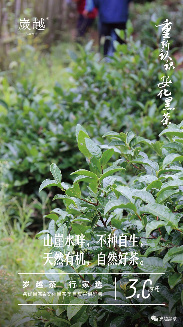 岁越黑茶安化黑茶