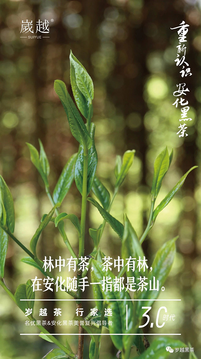 岁越黑茶安化黑茶