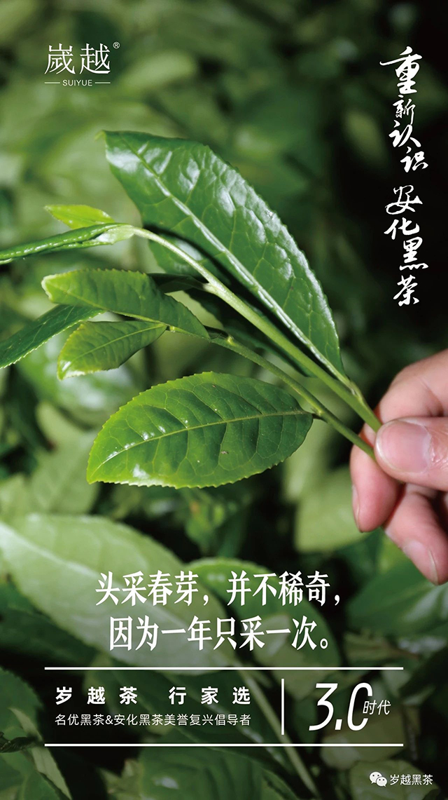 岁越黑茶安化黑茶