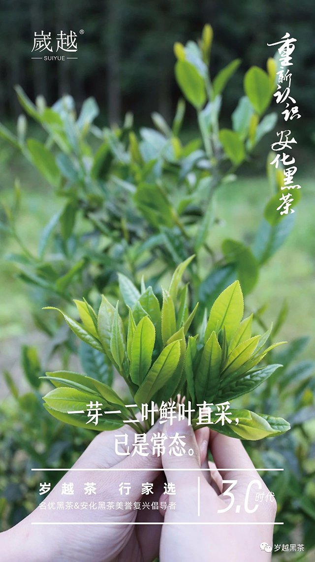 岁越黑茶安化黑茶