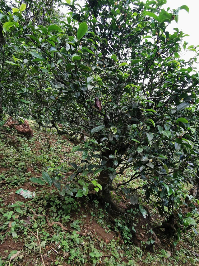 勐库戎氏小户赛普洱茶