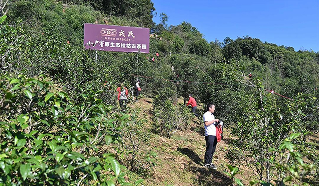 勐库戎氏小户赛普洱茶