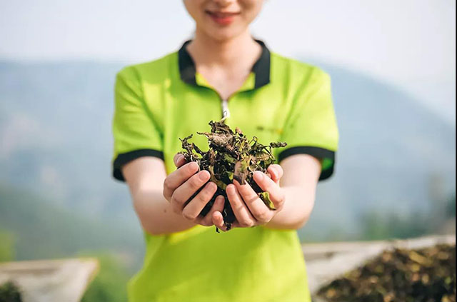 岁月知味易武茶