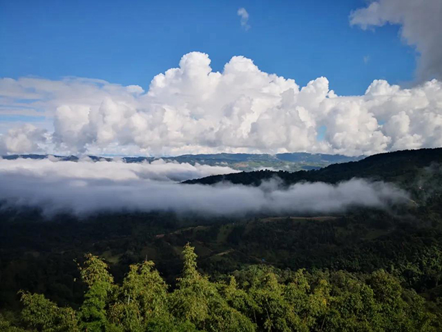 贺开古茶山