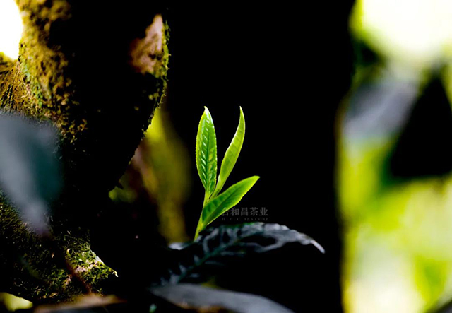 合和昌普洱茶