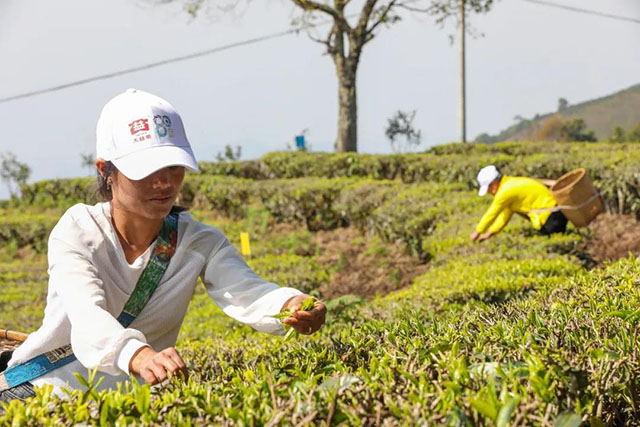 大益茶