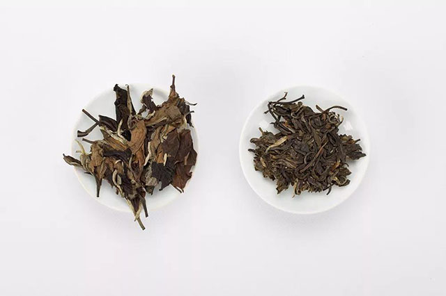同样用云南大叶种古树茶制作出的白茶