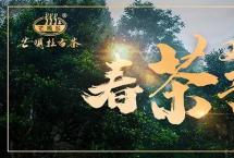 芒嘎拉2021年春茶预售|新的一年，从一杯品质普洱春茶开始！