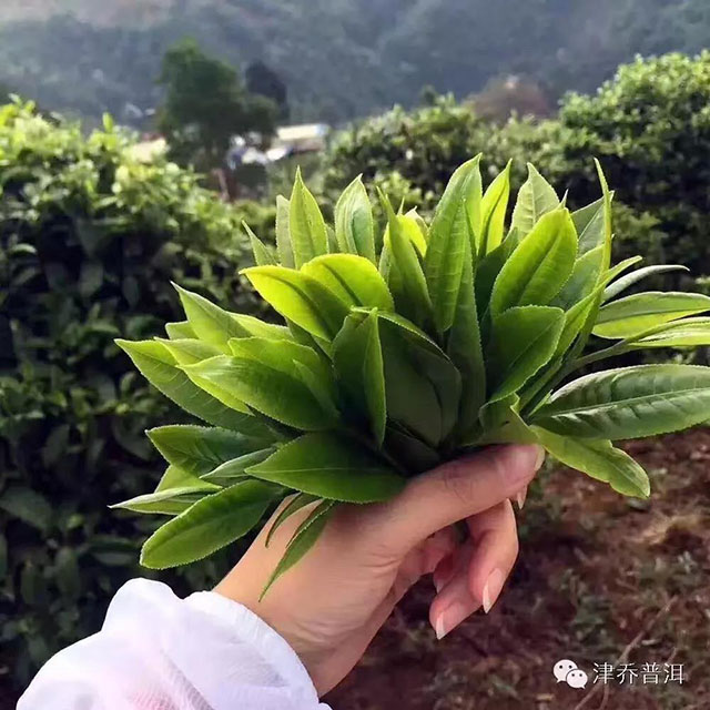 津乔普洱茶