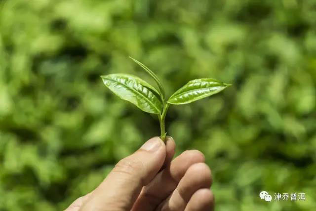 精细采摘的头拨春茶