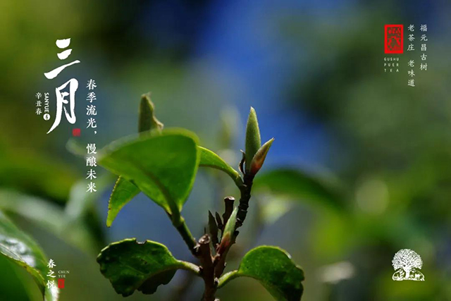 福元昌普洱茶