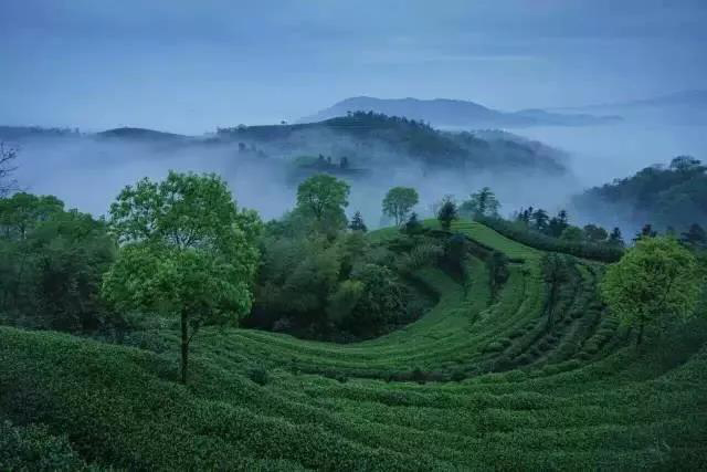 龙润茶福云纪老白茶