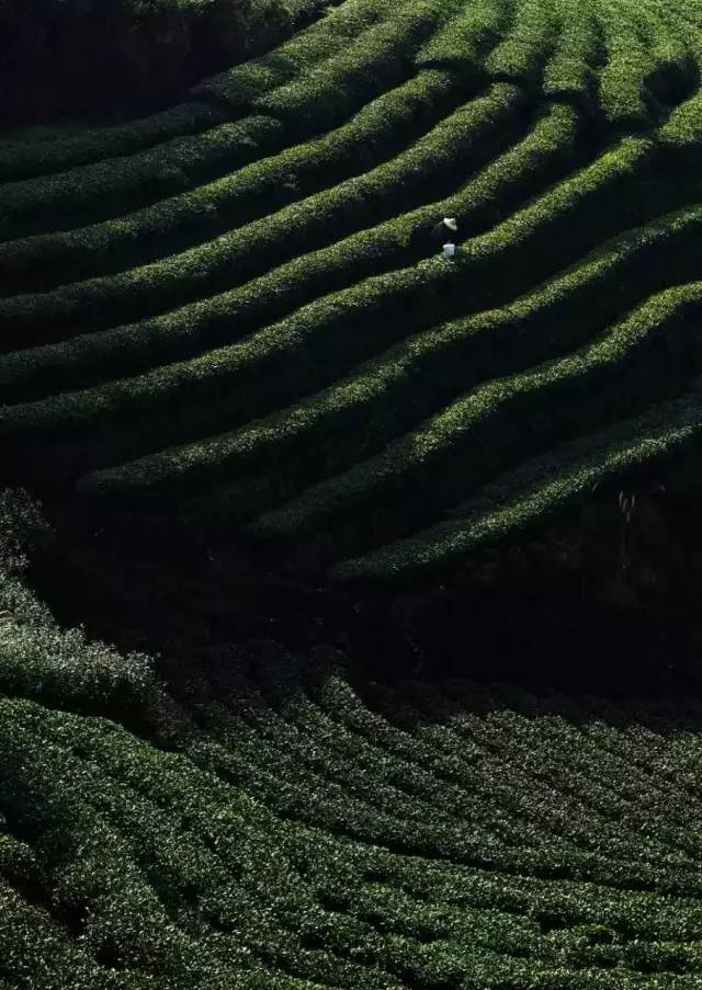 龙润茶福云纪老白茶