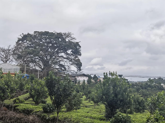 大渡岗的茶史文化