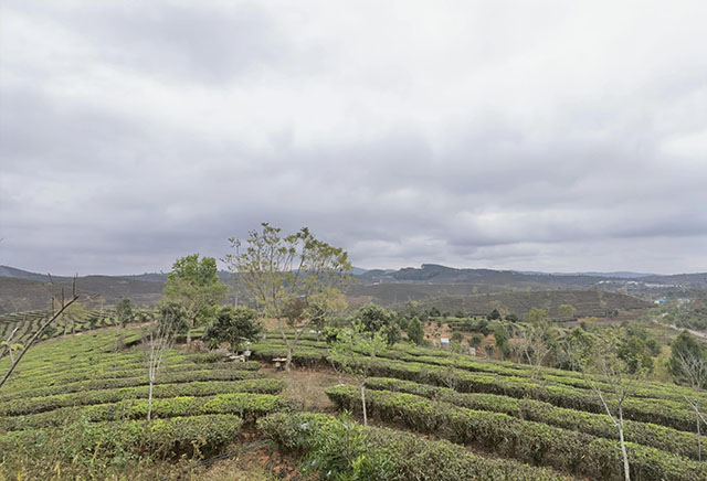 大渡岗的茶史文化