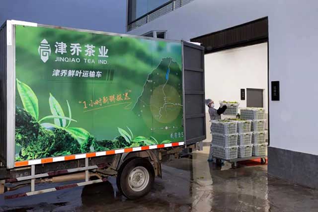 津乔鲜叶运输车每天将鲜叶及时送达津乔标准化初制厂