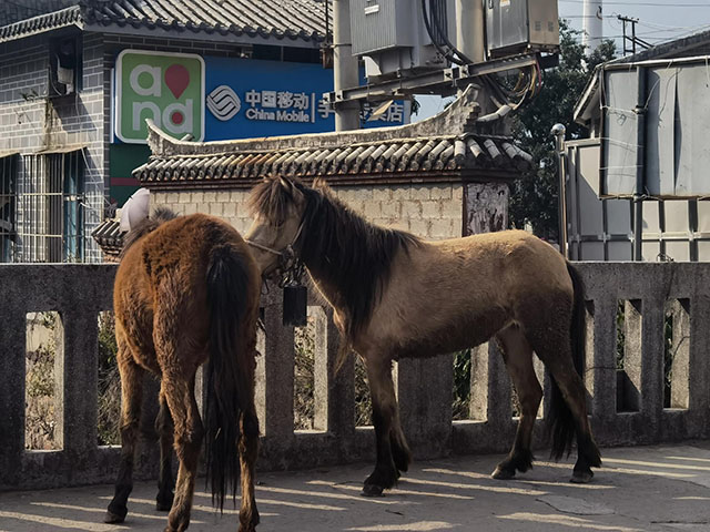 大渡岗的茶史文化