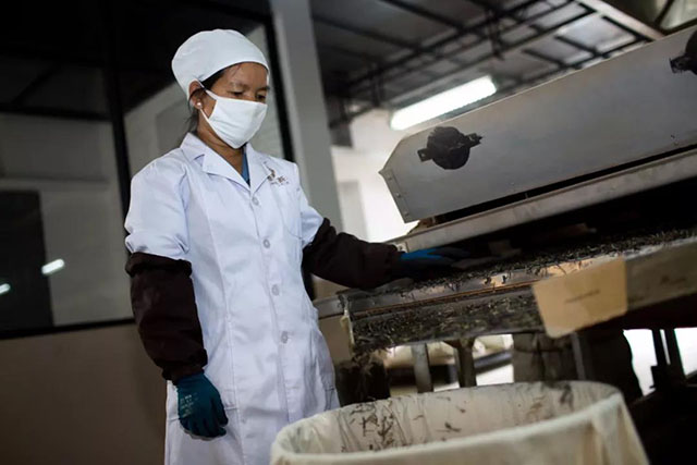 津乔标准化精制厂毛茶捡剔机械与人工结合