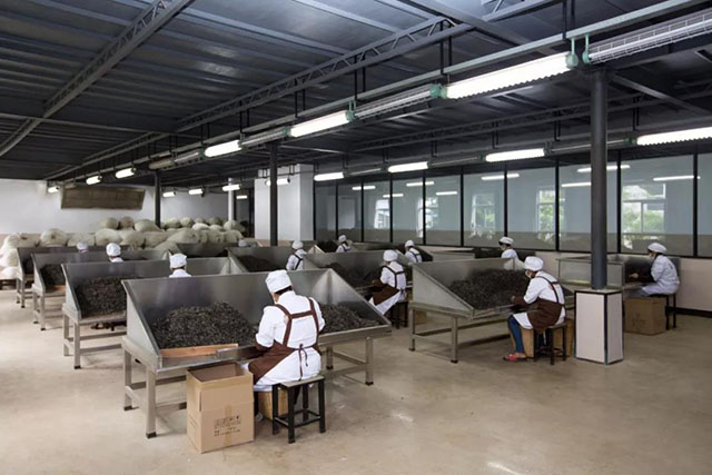 津乔标准化精制厂毛茶捡剔机械与人工结合