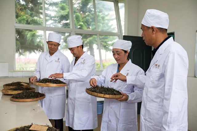 津乔茶厂董事长杨国成先生带领拼配师进行原料比例调试