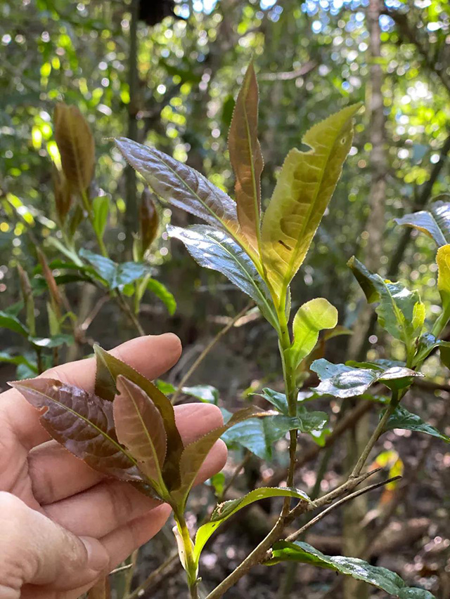 雷达山野生茶鲜叶