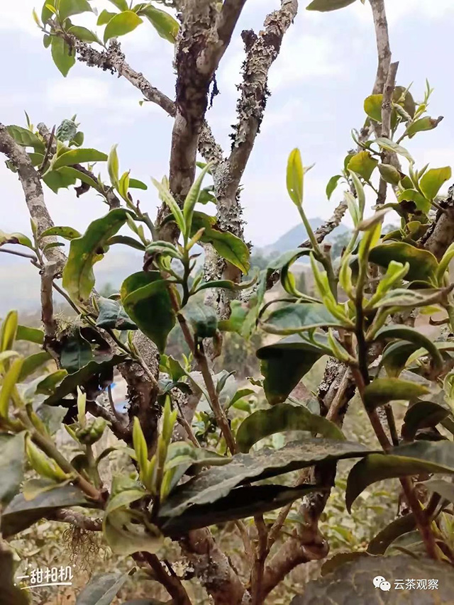 邦东茶区茶树发芽情况