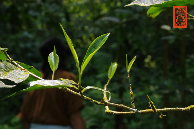 福元昌普洱茶