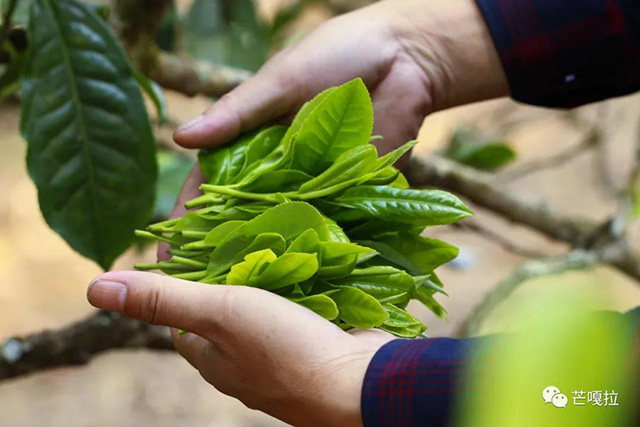 芒嘎拉古茶2021年茶山游学