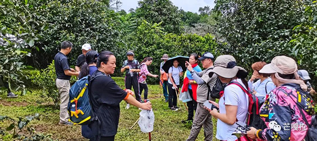 芒嘎拉古茶2021年茶山游学