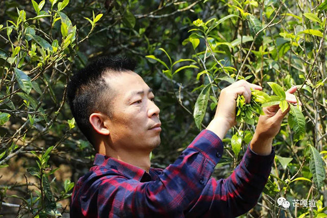 芒嘎拉古茶2021年茶山游学