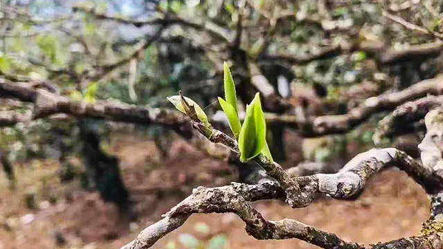 勐库戎氏茶业