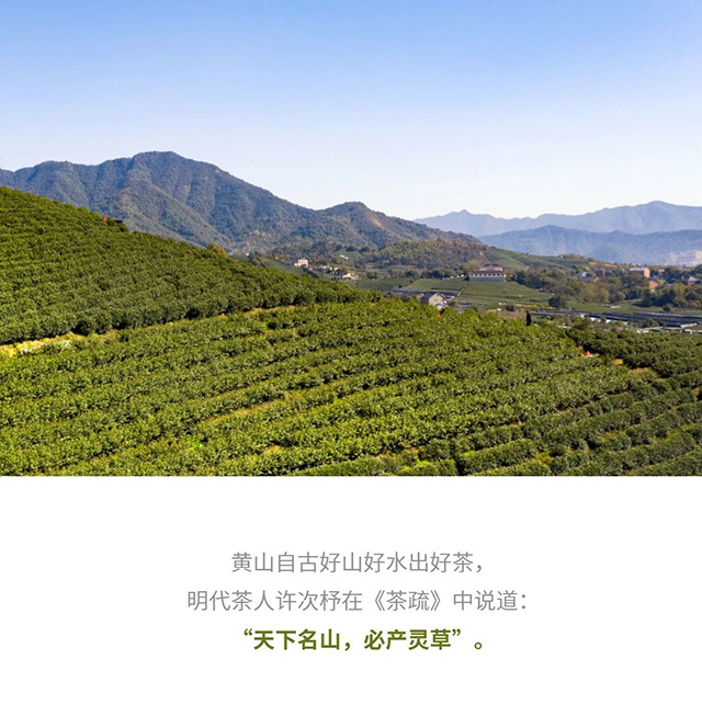 黄山毛峰