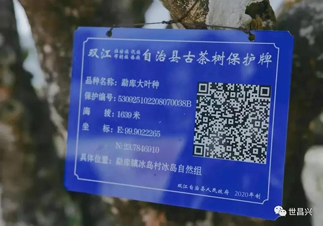 茶树上悬挂着由双江县相关部门制作的古茶树保护牌