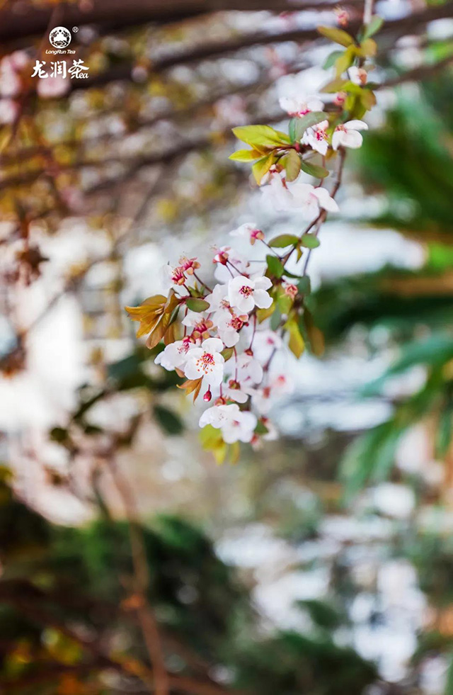 龙润茶2021年春茶