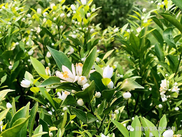 陈皮柑花