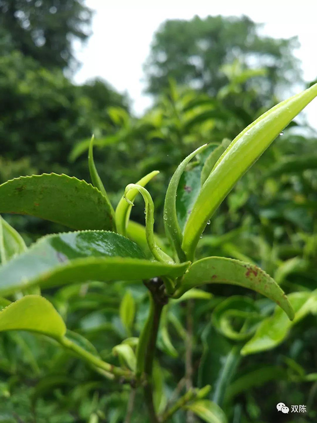 双陈普洱茶