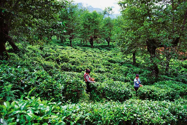 老姆登茶