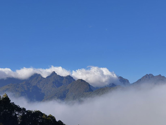 景东黄草岭普洱茶