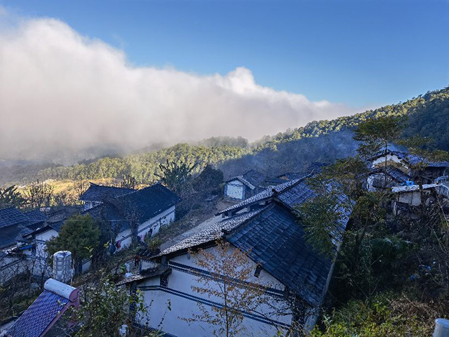 景东黄草岭普洱茶