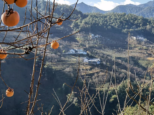 景东黄草岭普洱茶