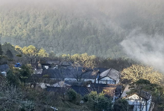 景东黄草岭普洱茶