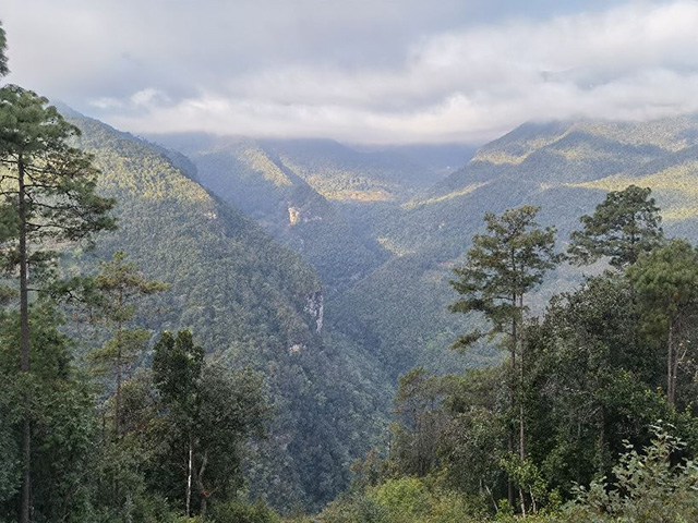 景东黄草岭普洱茶