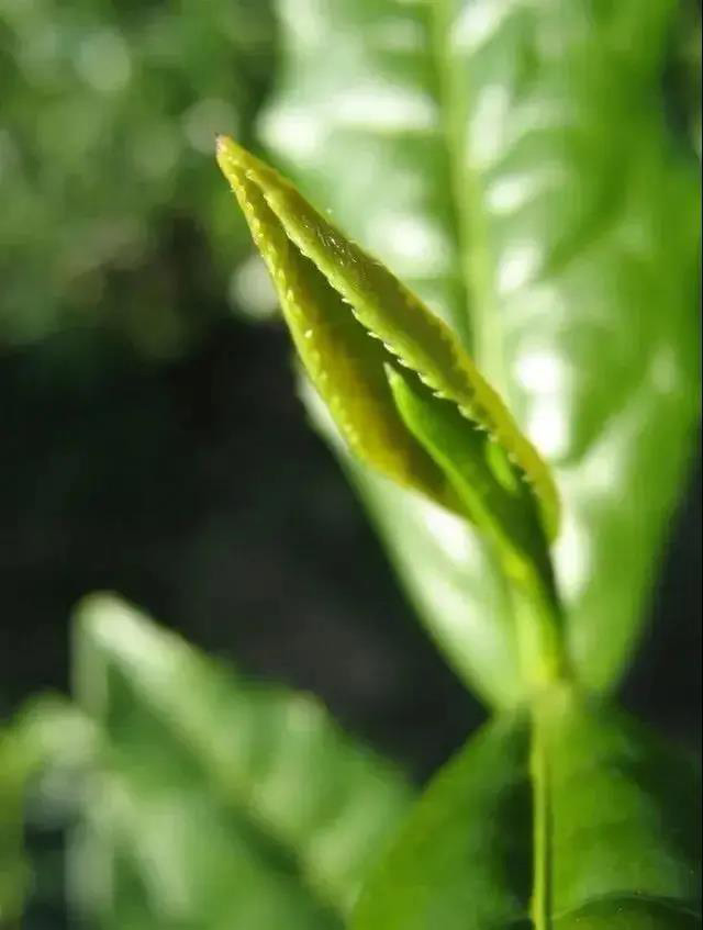 六大茶山万物生普洱茶