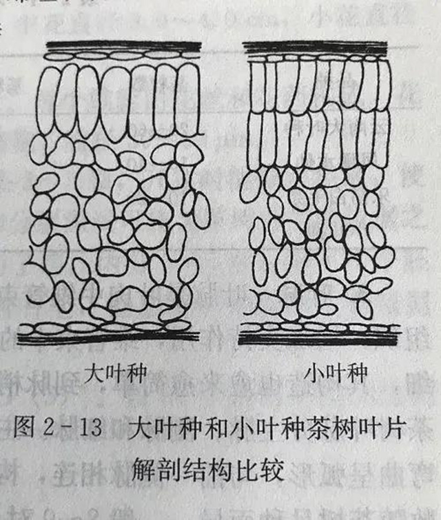 润元昌雅韵勐海白茶即将上市