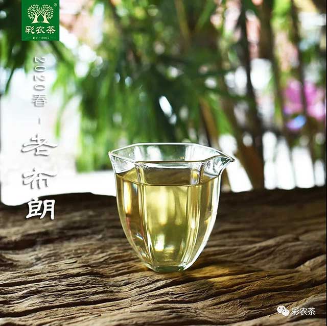 彩农茶2021春老布朗青饼