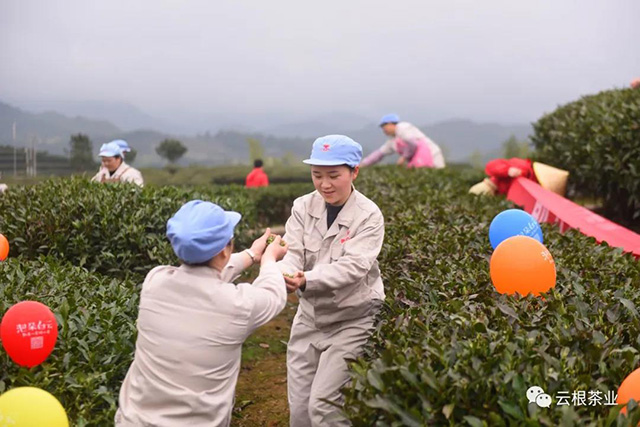 云根茶业云根白茶