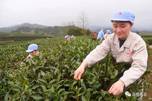 云根茶工在采茶