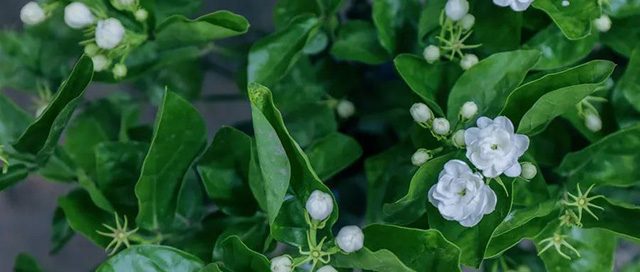 龙润茶茉莉青饼